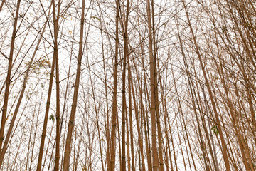 Fototapeta premium forêt de bambou