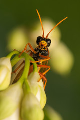 Tenthredo campestris