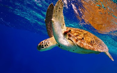 Green Sea Turtle descending after taking a breath