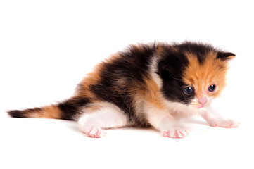 Fototapeta premium little kitten