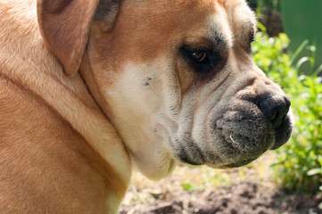 Bullmastiff