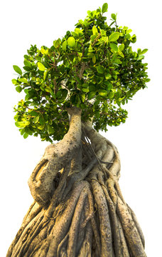 Bonsai Tree On White Background