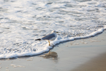 Seagull on the Edge of Surf