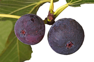 Two ripe figs on a tree