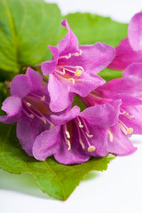 Pink flowers Weigela with fresh green leaves,isolated on white.
