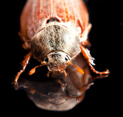 May-bug