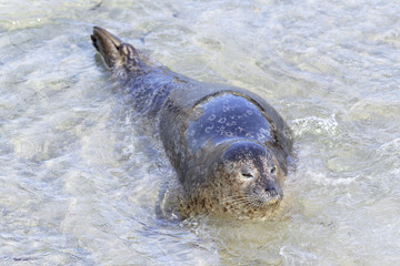 Seal in La Jolla