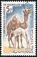 stamp shows Dromedary or Arabian camel