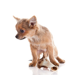 chihuahua and bone isolated on white background