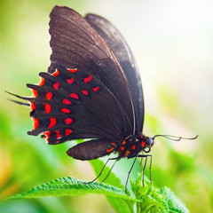 Panele Szklane  Butterfly on leaf