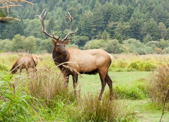 Bull Elk on Watch