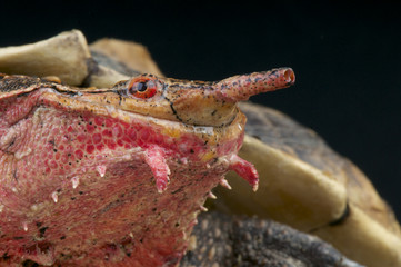 Matamata / Chelus fimbriatus