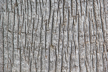 Obraz premium Baumrinde der Washingtonia