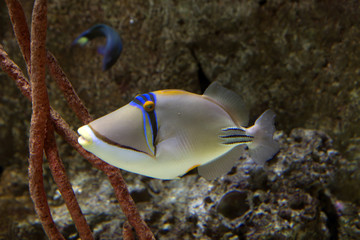Fish ( lat. Picasso triggerfish).