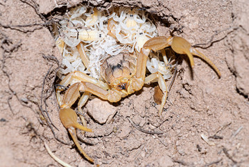 Little Scorpions and Mother