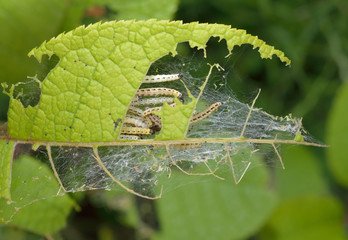 Kahlfrass durch Gespinstmottenraupen