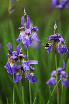 magneta iris