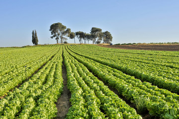 Fototapeta na wymiar fresh lettuce field