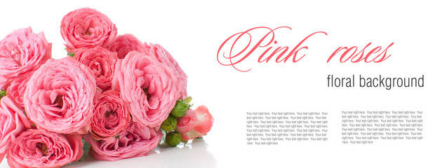 Flower background with pink roses, isolated