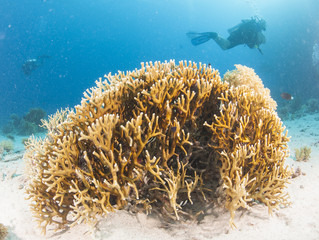 Naklejka na ściany i meble Diver on tropical coral reef