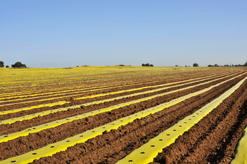 Plowed Field with yellow strip after Sowing watermelon, Israel
