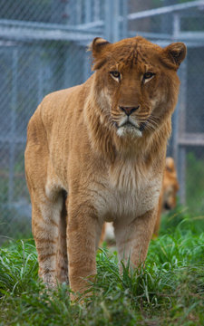 tiger