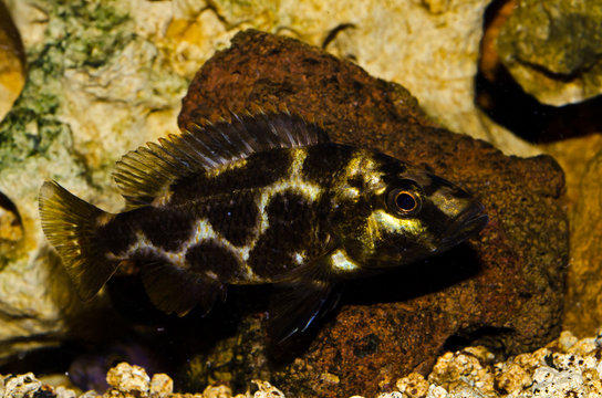 acquario