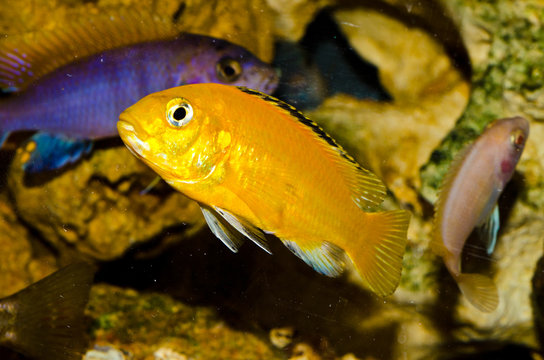 acquario