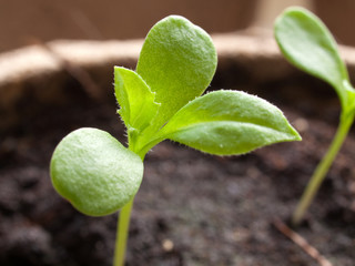 Young green plant in a pot