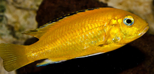 acquario © cobra1983