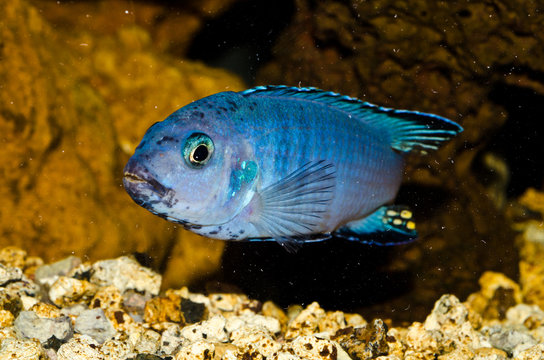 acquario
