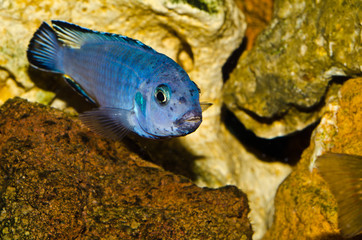 acquario © cobra1983