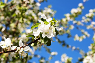 Bunch of cherry blossom on a blue sky background