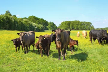 Fond de hotte en verre imprimé Vache Cattle in a meadow