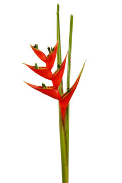 Heliconia flower isolated on white background