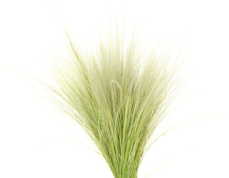 Feather Grass or Needle Grass, Nassella tenuissima isolated