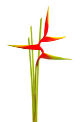 Heliconia flower isolated on white background
