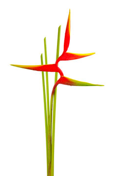 Heliconia flower isolated on white background