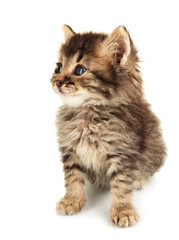 Small kitten isolated on white