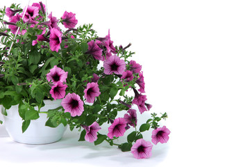 Purple petunia in flowerpot on white background