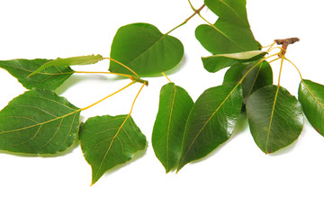 Naklejka premium Green leaves isolated on white