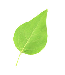 Green leaf isolated on white