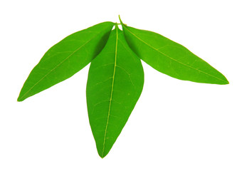 Green leaves isolated on white