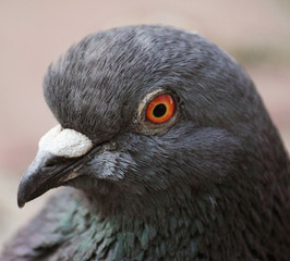 Pigeon (Columba livia)