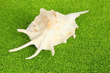 Shell on green crystals of sea salt background