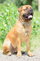 young Bullmastiff dog