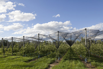 apple orchards lendscape