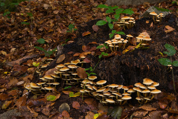 Colonia de setas hypholoma fasciculare.