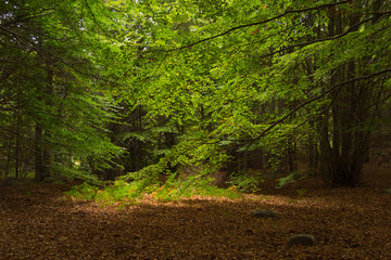 Luz en el bosque de Santa Fe del Montseny.