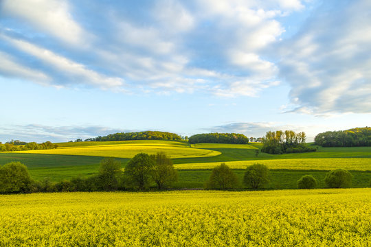 rape field under blue sky